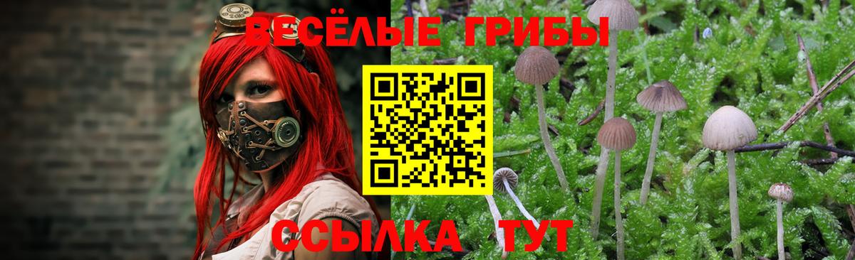 Галлюциногенные грибы Psilocybine cubensis  Вход с VPN  Псилоцибиновые грибы Cubensis  Луга 